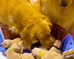 Happy Golden Retriever Dad Excited to Meet Newborn Puppies
