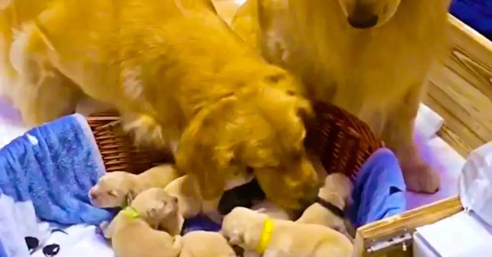 Happy Golden Retriever Dad Excited to Meet Newborn Puppies