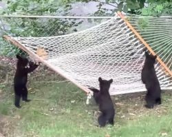 Three Bear Cubs Seen Trying To Figure Out The Hammock In The Backyard