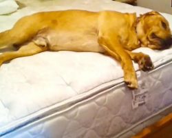 Lazy Pooch Won’t Budge From Bed, Then Owner Shouts ‘Squirrel’