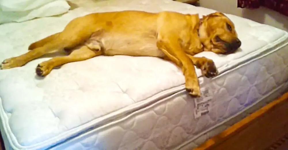 Lazy Pooch Won’t Budge From Bed, Then Owner Shouts ‘Squirrel’