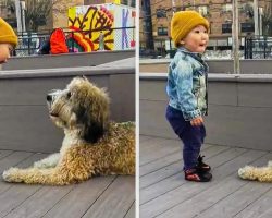 Excited Toddler Meets A Puppy For The First Time In His Life