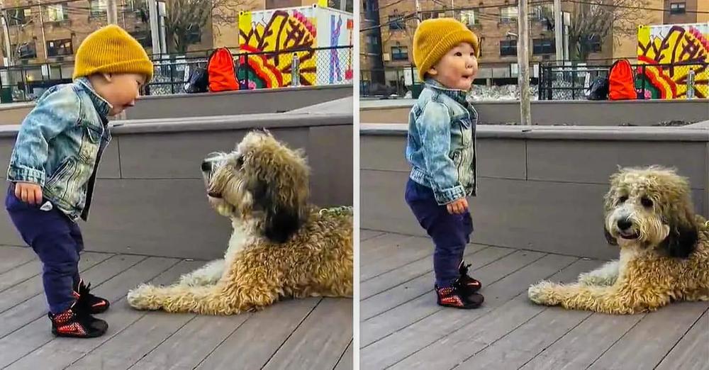 Excited Toddler Meets A Puppy For The First Time In His Life
