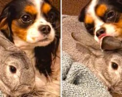 Lola the King Charles Spaniel Dog Kisses Bunny Friend