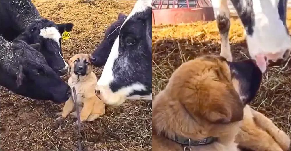 Puppy Gets Swarmed With Kisses From Cow Friends