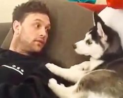 Husky Puppy Has ‘Heated Debate’ With His Owner