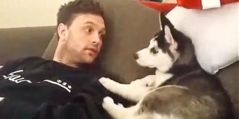 Husky Puppy Has ‘Heated Debate’ With His Owner