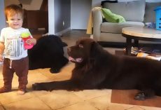 This Toddler’s Reaction After Kissing His Dog Is Hilarious