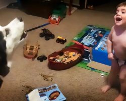 Toddler Can’t Stop Laughing As He Learns To Howl With His Husky Friend
