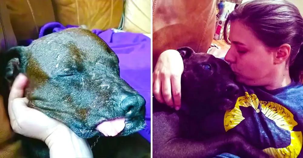 Bait Dog Discovers Love And Happiness For The First Time