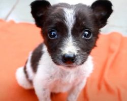 Puppy Found Soaking Wet And Cold Brought Back From The Brink