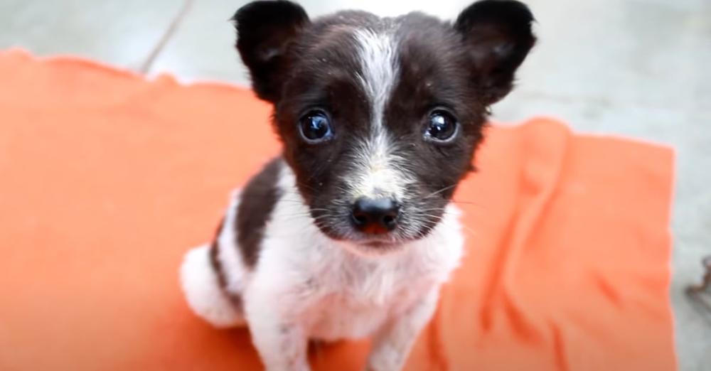 Puppy Found Soaking Wet And Cold Brought Back From The Brink