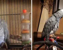 Annoyed Parrot Tells Off Dogs For Barking Too Much