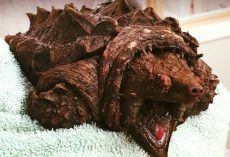 A woman walking her dog finds dinosaur-like creature in a lake – is shocked when she learns what it really is
