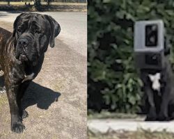 Stray dog had a box stuck on his head for nearly a year — a recent rescue changed everything