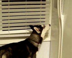 Husky approaches the fridge, and owners soon realize he’s been watching them all along