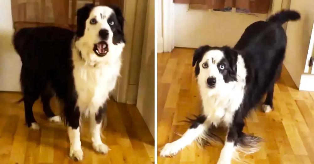 Dog On Diet Throws Temper Tantrum When Denied Cookies