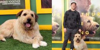 Mark Wahlberg says he “fell in love” with his dog co-star, tried to buy him from trainer