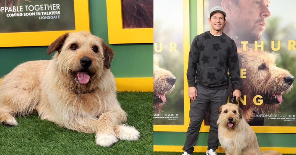 Mark Wahlberg says he “fell in love” with his dog co-star, tried to buy him from trainer