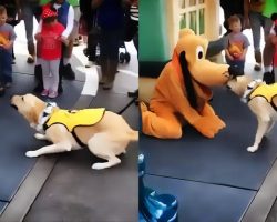 This Service Dog Is So Excited To Meet Pluto At Disneyland