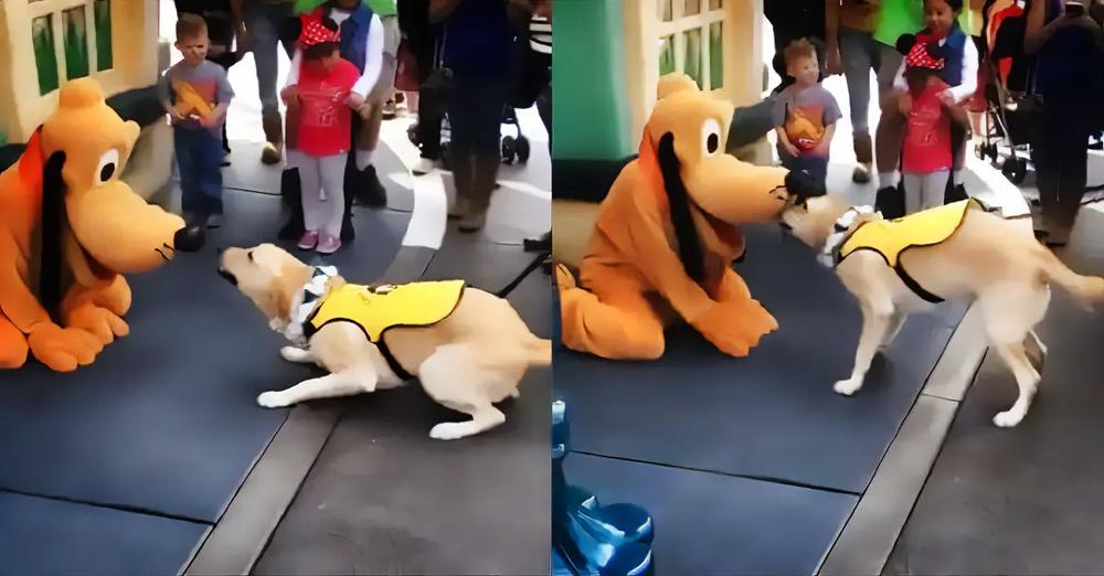 This Service Dog Is So Excited To Meet Pluto At Disneyland