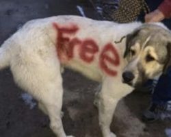 Poor dog found with the word ‘FREE’ spray painted across his fur