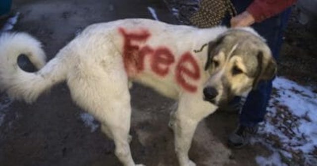 Poor dog found with the word ‘FREE’ spray painted across his fur