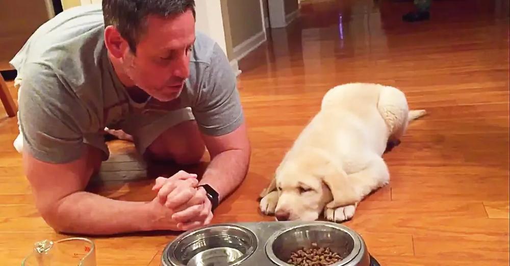 Labrador Retriever Puppy Prays Before Every Meal