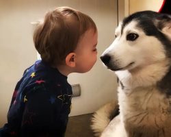 The Only Way To Stop This Baby From Crying Is Bringing In The Huskies