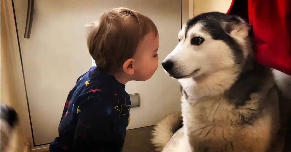 The Only Way To Stop This Baby From Crying Is Bringing In The Huskies