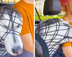 Stubborn Husky Tries Her Hardest To Sit In The Front Seat