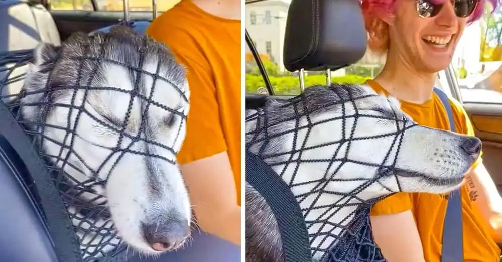 Stubborn Husky Tries Her Hardest To Sit In The Front Seat