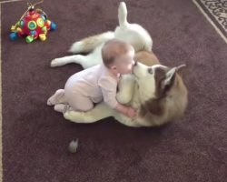 Baby Crawls Up To Her Dog, And The Husky Gently Invites Her To Play