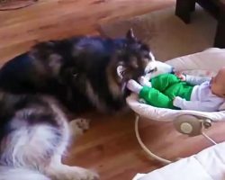 Alaskan Malamute Claims Baby As His Own (And It’s Perfect!)