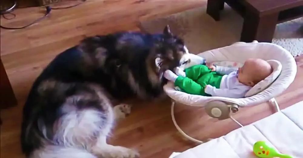 Alaskan Malamute Claims Baby As His Own (And It’s Perfect!)