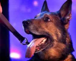 Heroic Police Dog Moves The Judges To Tears On Talent Show