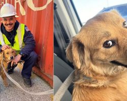 Dog rescued by Coast Guard officers after being trapped in a shipping container — then vets make shock discovery