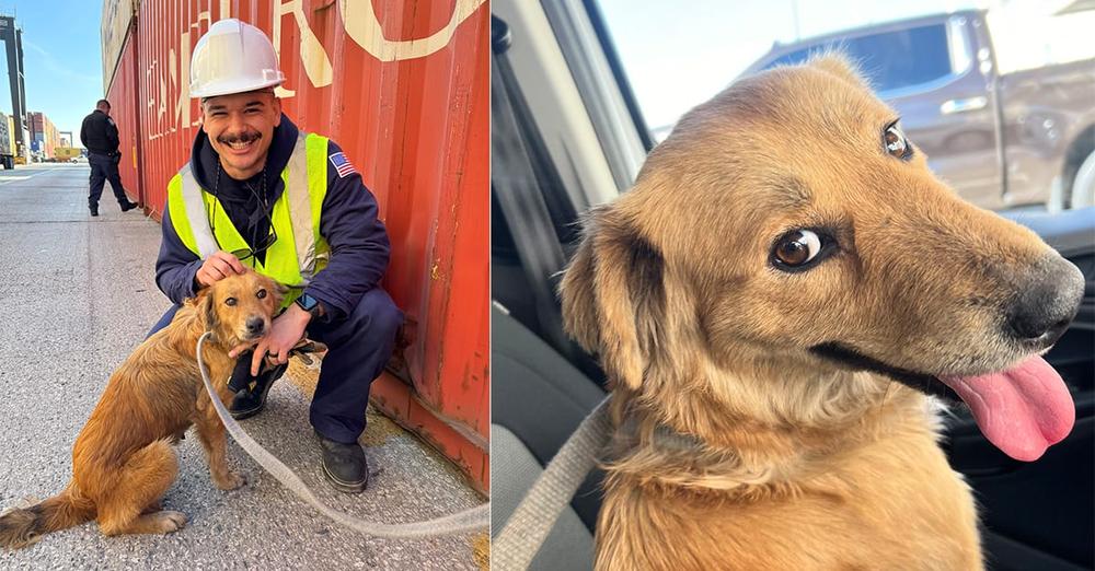 Dog rescued by Coast Guard officers after being trapped in a shipping container — then vets make shock discovery