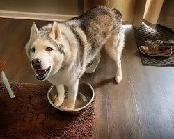 Watch This Very Stubborn Husky Demand A Water Bowl Refill