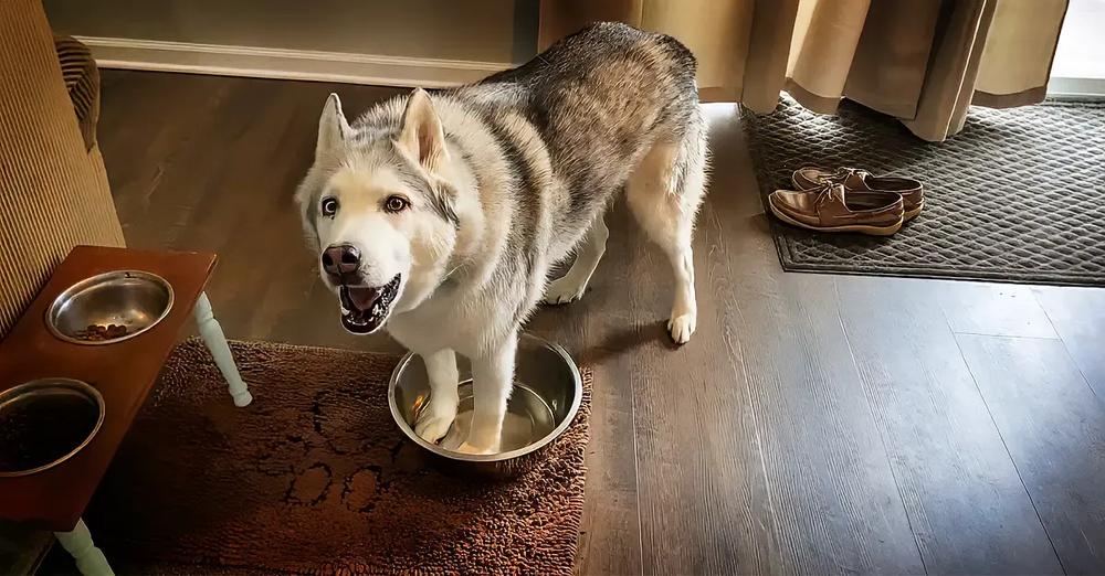 Watch This Very Stubborn Husky Demand A Water Bowl Refill