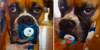 Boxer Dog Refuses To Let Go Of Pacifier