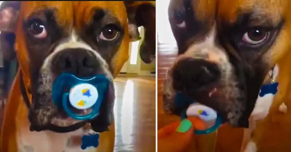 Boxer Dog Refuses To Let Go Of Pacifier