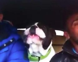 Owner Sings ‘You Raise Me Up’ But French Bulldog Steals The Show