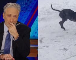 Jon Stewart breaks down in tears announcing beloved dog Dipper has died: “In a world of good boys, he was the best”