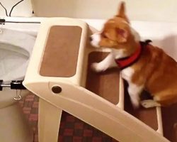 Genius Puppy Gets Potty Trained To Use The Toilet Like Her Human Does