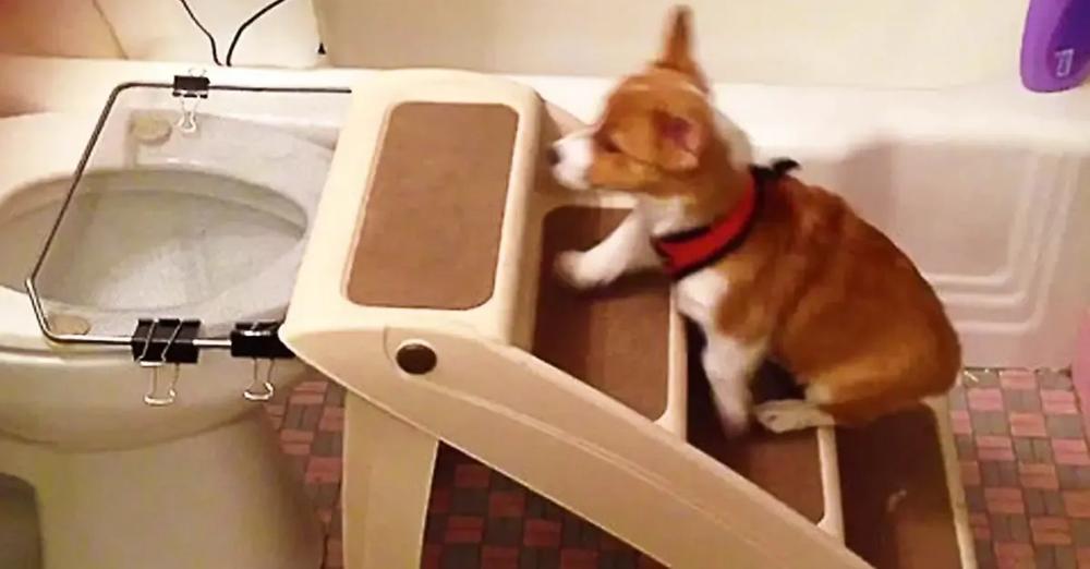 Genius Puppy Gets Potty Trained To Use The Toilet Like Her Human Does