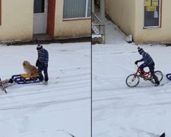 Little Boy Seen Carefully Readying His Dog For A Fun Sled Ride