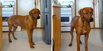 Big Dog Hilariously Says “NO!” To Nail Clipping