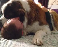 Needy Saint Bernard Dog Won’t Let Go of His Owner