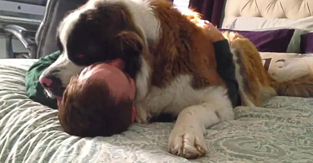Needy Saint Bernard Dog Won’t Let Go of His Owner